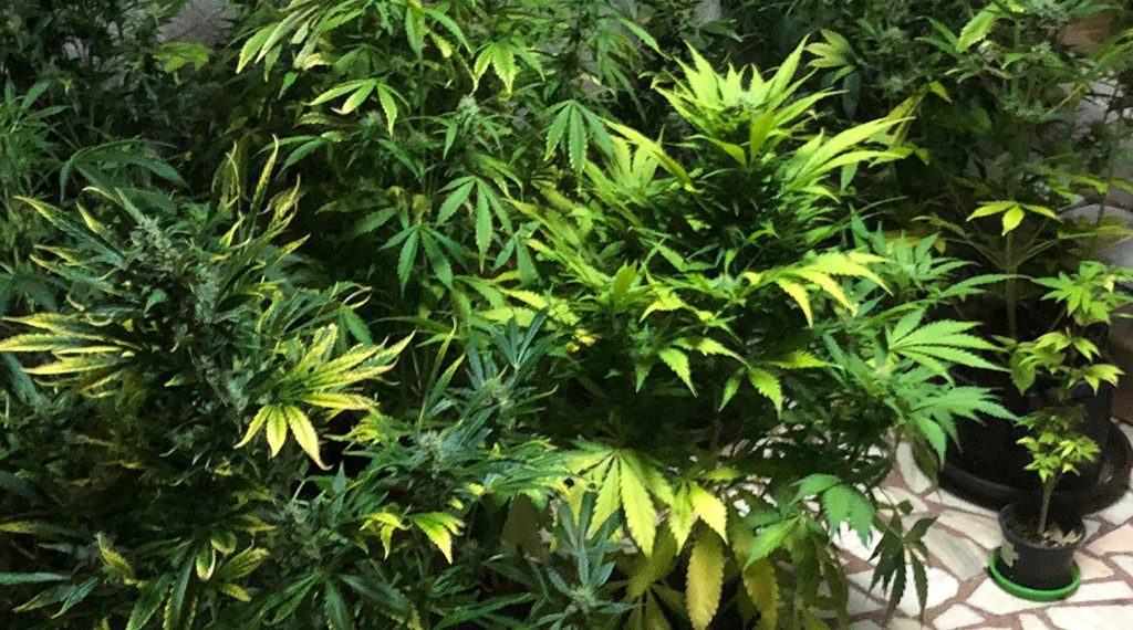 Cultivau cannabis în casă