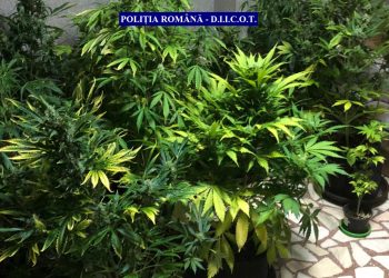 Cultivau cannabis în casă