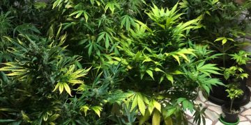 Cultivau cannabis în casă