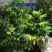 Cultivau cannabis în casă