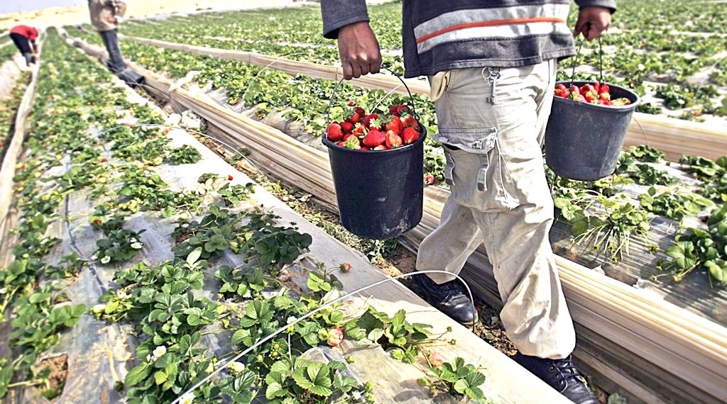 Vor putrezi produsele agricole în câmp?