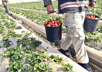 Vor putrezi produsele agricole în câmp?