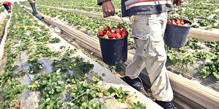 Vor putrezi produsele agricole în câmp?