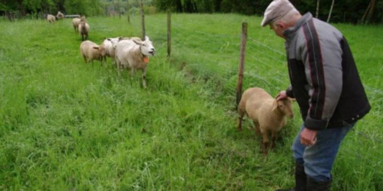 Să moară…oaia vecinului: amendă de 15 mii de lei pentru că si-a adunat oile