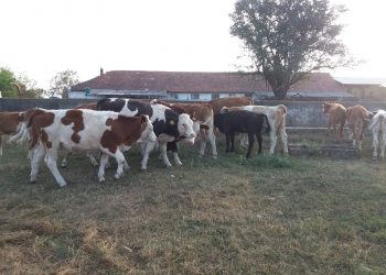 Război pe pășunea din Cociuba Mare?