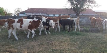 Război pe pășunea din Cociuba Mare?