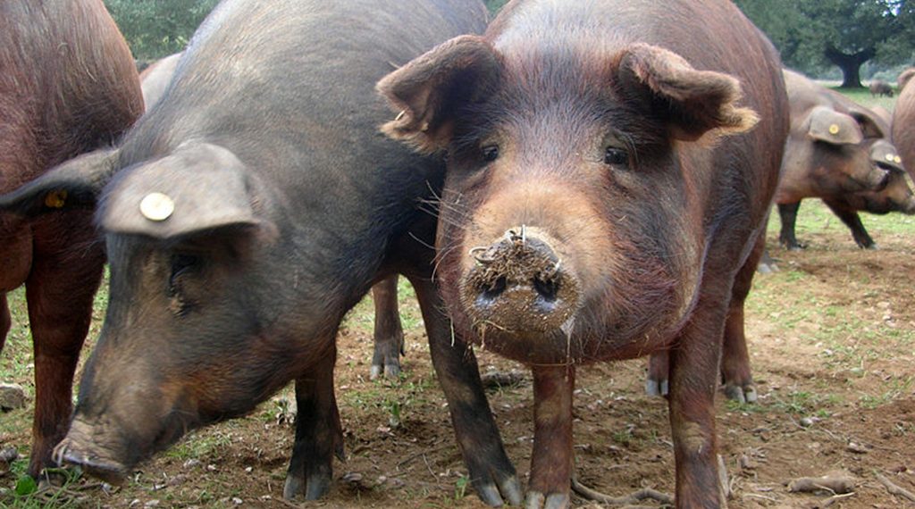 2.000 de lei pentru că i-a scăpat scroafa din ogradă