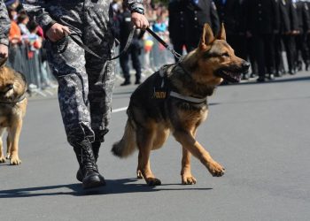 Un câine polițist a salvat viața unei femei rătăcite. A găsit-o în toiul nopții, culcată într-un lan de grâu