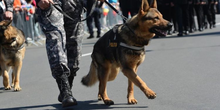 Un câine polițist a salvat viața unei femei rătăcite. A găsit-o în toiul nopții, culcată într-un lan de grâu