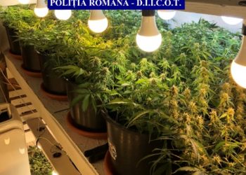 Canabis vândut din propria recoltă. Culturi întregi descoperite de procurorii DIICOT