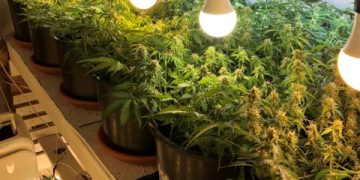 Canabis vândut din propria recoltă. Culturi întregi descoperite de procurorii DIICOT