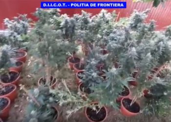 Au cumpărat o casă pentru a cultiva cannabis