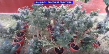 Au cumpărat o casă pentru a cultiva cannabis