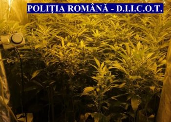 Cetățean francez, cultivator de canabis în România. Își comanda unelte și îngrășăminte pe internet