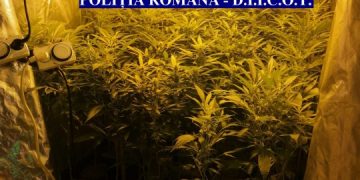 Cetățean francez, cultivator de canabis în România. Își comanda unelte și îngrășăminte pe internet