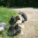Tone de deşeuri abandonate pe terenuri sau la margine de drum, găsite de Garda de Mediu Bihor