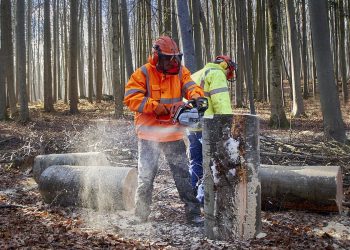 Avocatul Poporului cere informații despre muncitorii români accidentați sau morți în pădurile din Austria