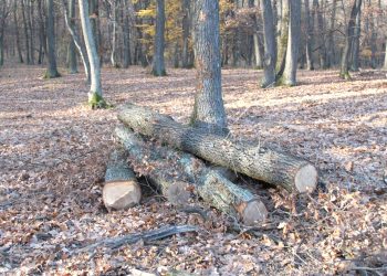 Tăia pădurea pe furate