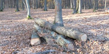 Tăia pădurea pe furate