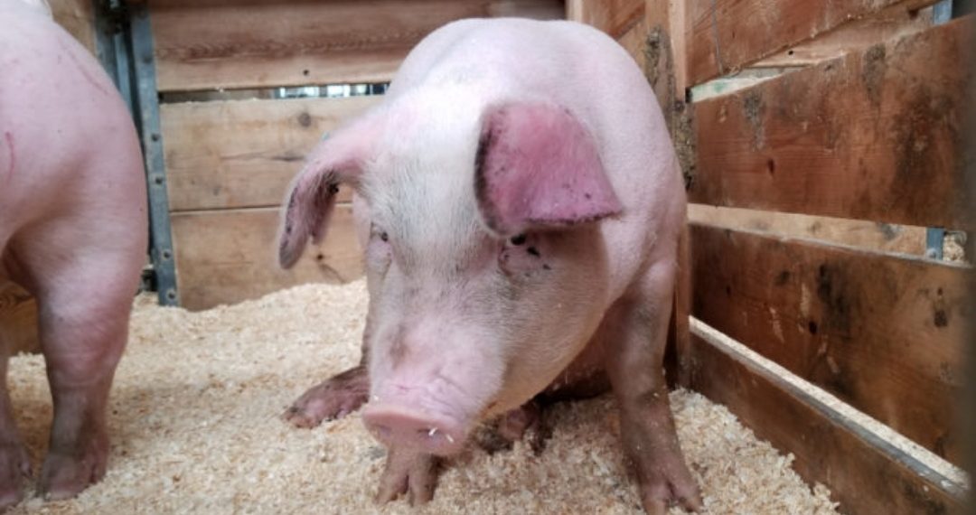 266 de focare de pestă porcină africană, în 23 de judeţe. Un focar nou a fost descoperit în Bihor