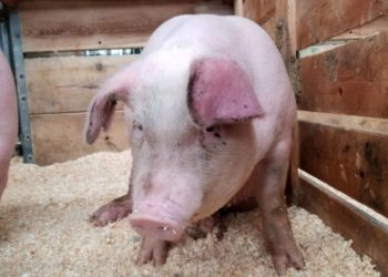 266 de focare de pestă porcină africană, în 23 de judeţe. Un focar nou a fost descoperit în Bihor