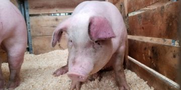 266 de focare de pestă porcină africană, în 23 de judeţe. Un focar nou a fost descoperit în Bihor