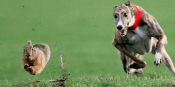 Acțiuni anti-braconaj | Zeci de câini, peste 100 de arme și trei tone de vânat, confiscate de polițiști