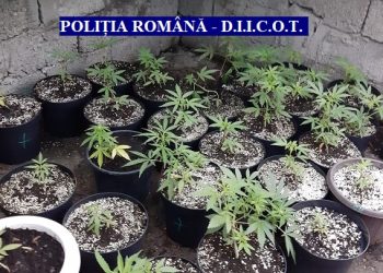 Plantații de canabis, găsite de DIICOT în vestul țării. Unde le-au amenajat suspecții (VIDEO)