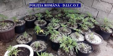 Plantații de canabis, găsite de DIICOT în vestul țării. Unde le-au amenajat suspecții (VIDEO)