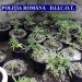 Plantații de canabis, găsite de DIICOT în vestul țării. Unde le-au amenajat suspecții (VIDEO)