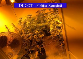 FOTO. Percheziții la un bihorean care cultiva canabis acasă, într-un cort