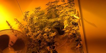 FOTO. Percheziții la un bihorean care cultiva canabis acasă, într-un cort