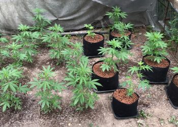 Peste 100 de plante de cannabis cultivate pentru consum propriu au fost ridicate de poliţie
