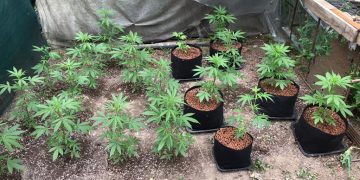 Peste 100 de plante de cannabis cultivate pentru consum propriu au fost ridicate de poliţie