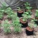 Peste 100 de plante de cannabis cultivate pentru consum propriu au fost ridicate de poliţie