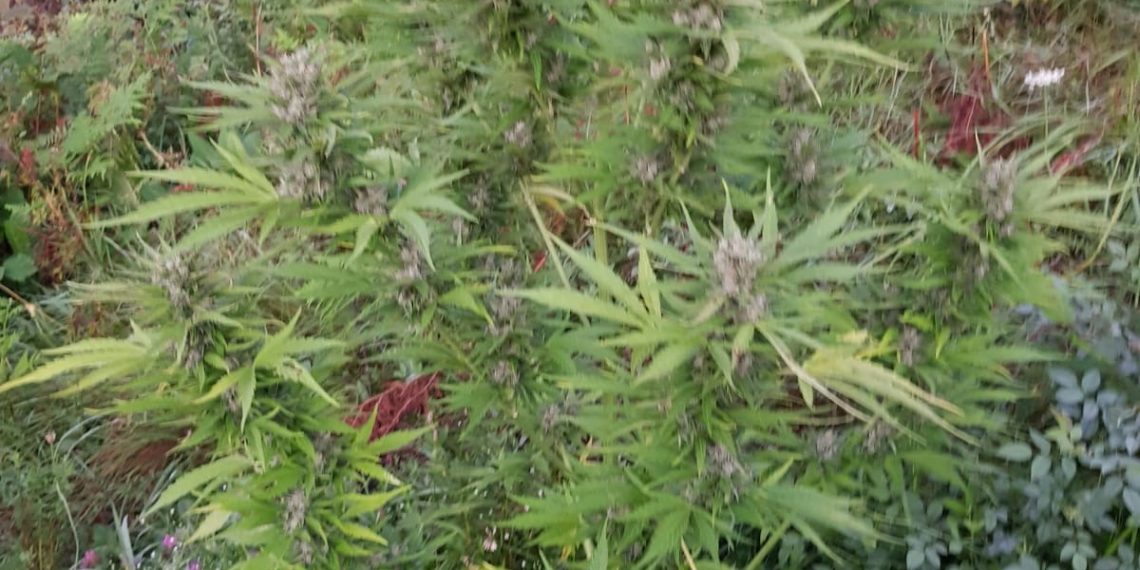 Arme și 45 de kilograme de CANABIS, găsite de DIICOT cu ocazia unor percheziții. Drogurile erau cultivate într-o poiană