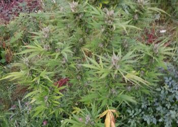 Arme și 45 de kilograme de CANABIS, găsite de DIICOT cu ocazia unor percheziții. Drogurile erau cultivate într-o poiană