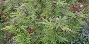 Arme și 45 de kilograme de CANABIS, găsite de DIICOT cu ocazia unor percheziții. Drogurile erau cultivate într-o poiană