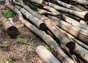 100 de metri cubi de lemne, fără documente, confiscate de polițiștii de la o firmă din Bihor