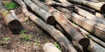 100 de metri cubi de lemne, fără documente, confiscate de polițiștii de la o firmă din Bihor