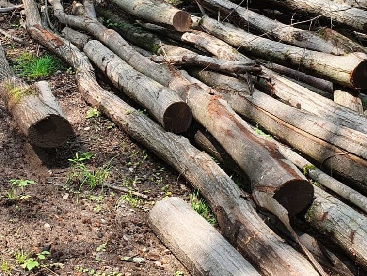 100 de metri cubi de lemne, fără documente, confiscate de polițiștii de la o firmă din Bihor