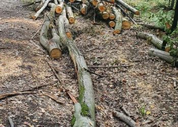 100 de metri cubi de lemne, fără documente, confiscate de polițiștii de la o firmă din Bihor
