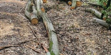 100 de metri cubi de lemne, fără documente, confiscate de polițiștii de la o firmă din Bihor