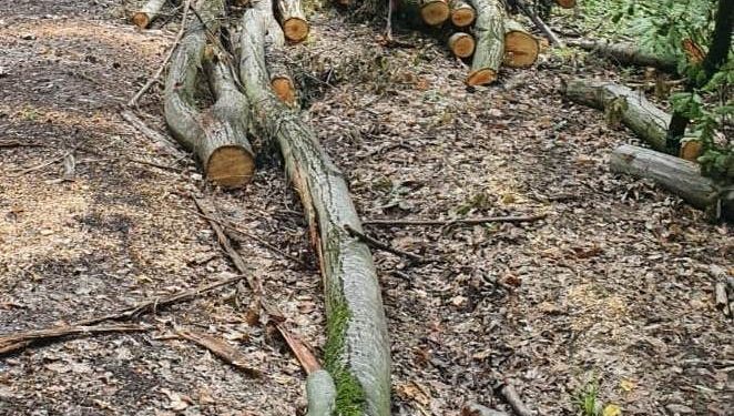 100 de metri cubi de lemne, fără documente, confiscate de polițiștii de la o firmă din Bihor