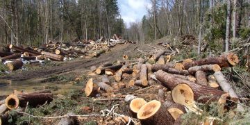 Camioanele care transportă lemne furate vor fi CONFISCATE. Ce mai prevede noul Cod Silvic