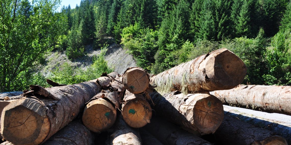În timp ce păduri cât trei stadioane sunt tăiate ilegal, în fiecare oră, în România, Poliția a confiscat în acest an 51.000 mc de lemn fără acte