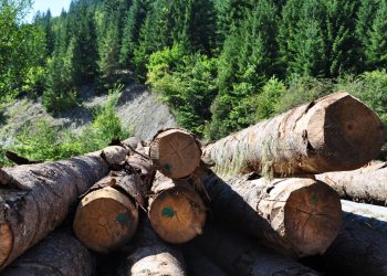 În timp ce păduri cât trei stadioane sunt tăiate ilegal, în fiecare oră, în România, Poliția a confiscat în acest an 51.000 mc de lemn fără acte