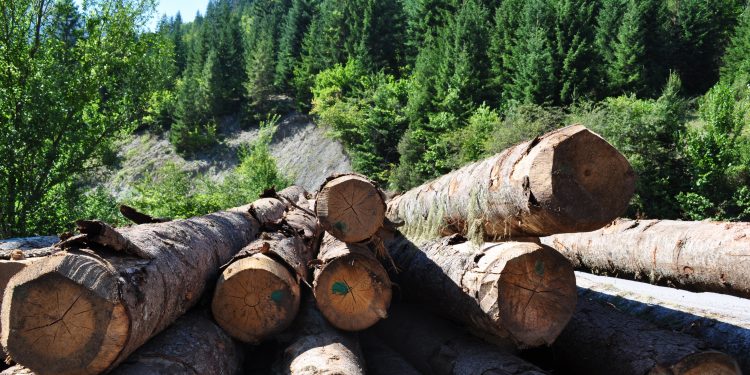În timp ce păduri cât trei stadioane sunt tăiate ilegal, în fiecare oră, în România, Poliția a confiscat în acest an 51.000 mc de lemn fără acte