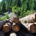 În timp ce păduri cât trei stadioane sunt tăiate ilegal, în fiecare oră, în România, Poliția a confiscat în acest an 51.000 mc de lemn fără acte