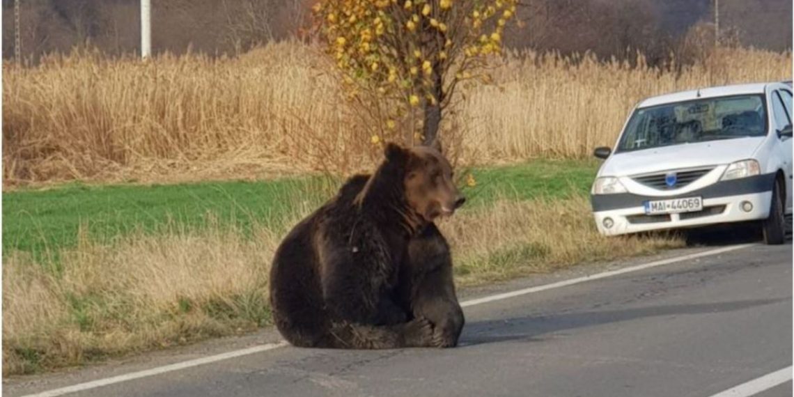 Plângerea penală împotriva autorităților care au lăsat un urs să agonizeze 17 ore a fost CLASATĂ definitiv